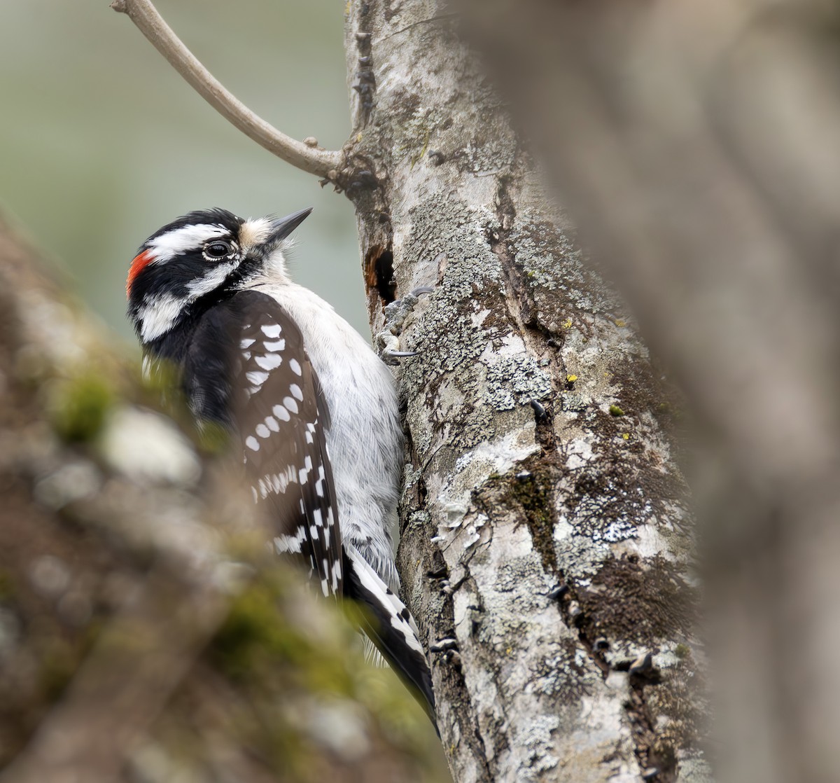 dunspett - ML650332909