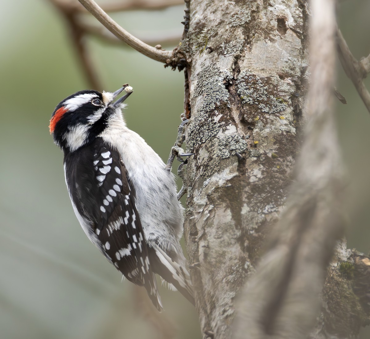 dunspett - ML650332911