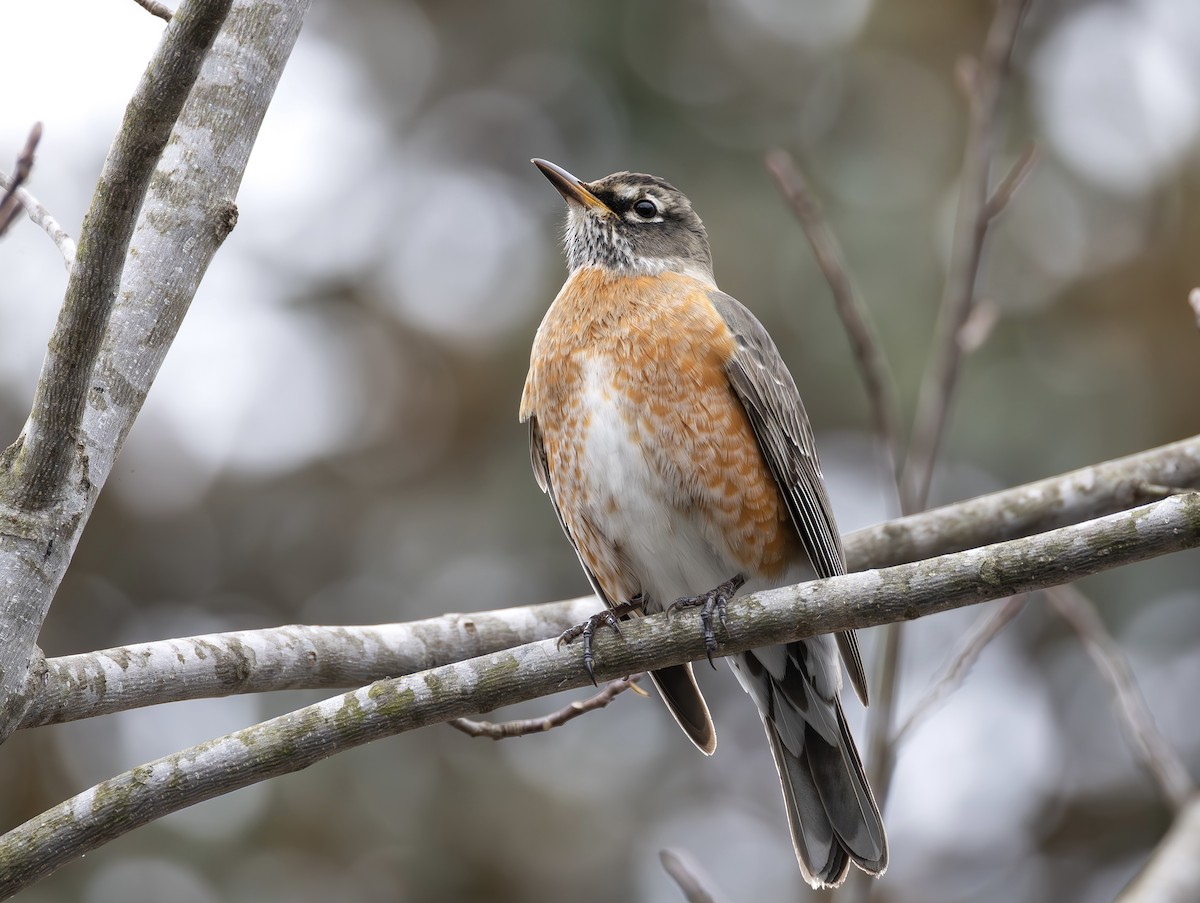 vandretrost - ML650332918