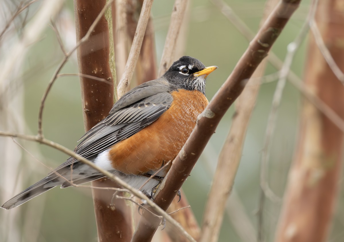 vandretrost - ML650332919