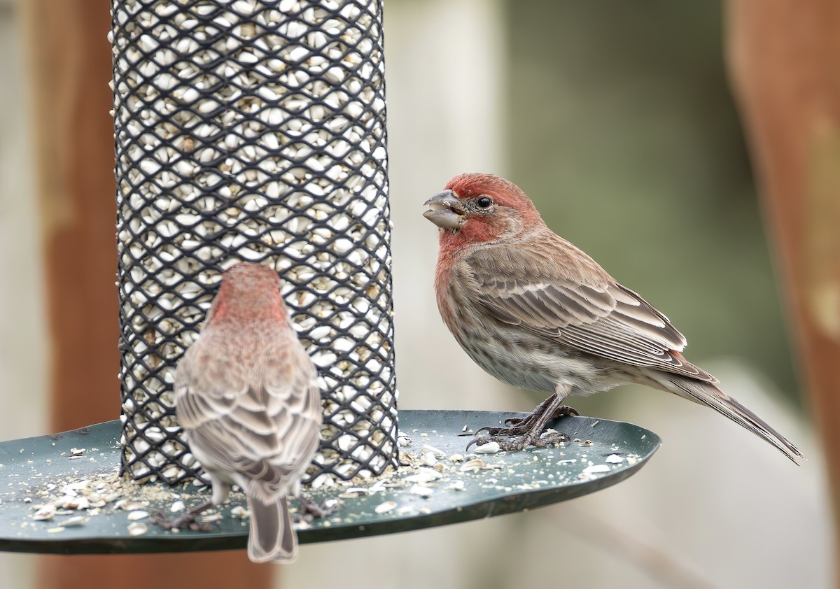 husrosenfink - ML650332924