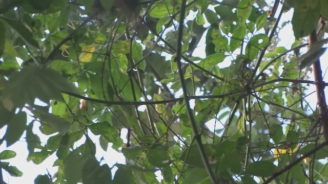 Golden-winged Sparrow - ML650333410