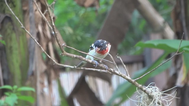 Rose-breasted Grosbeak - ML650333491