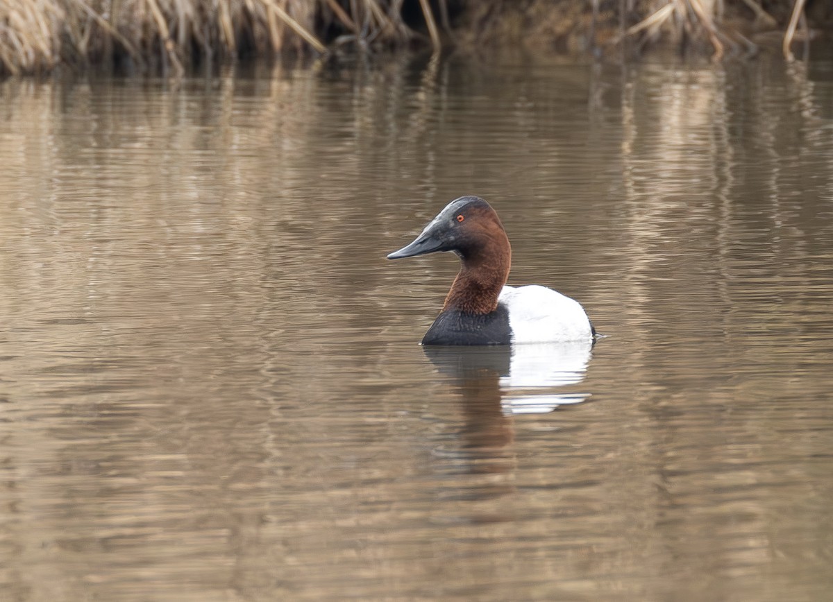 kanvasand - ML650333540