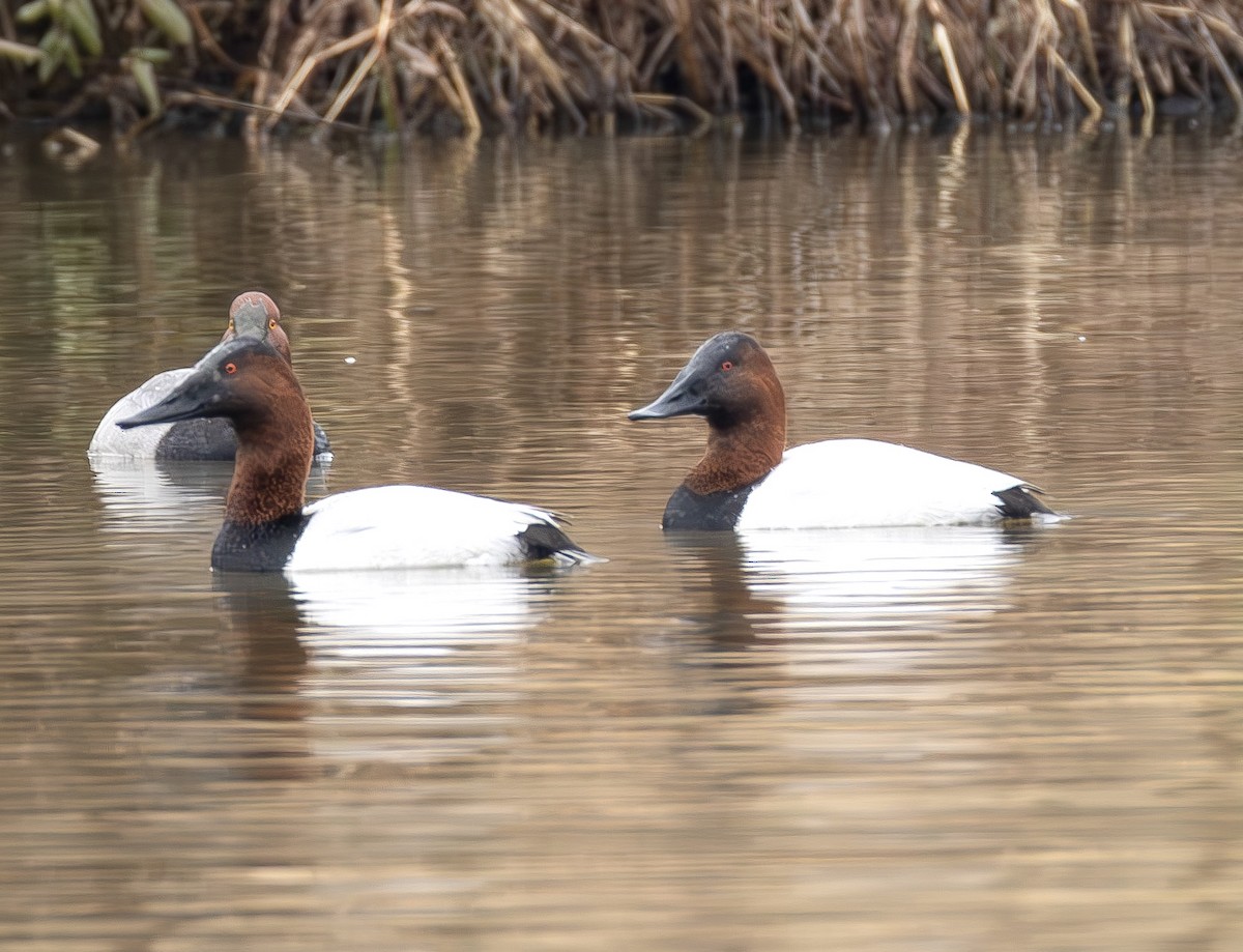 kanvasand - ML650333541