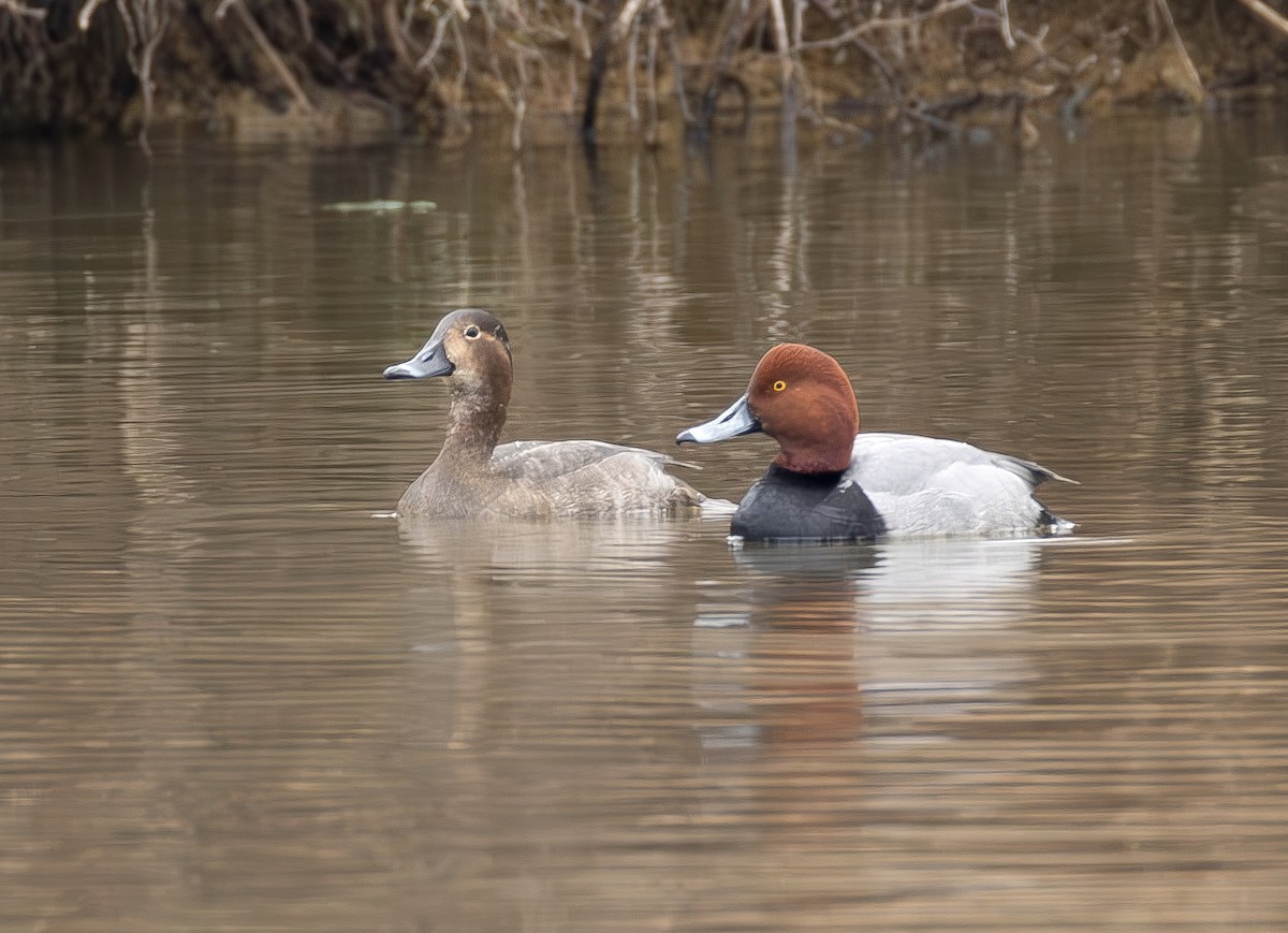 kobberhodeand - ML650333547