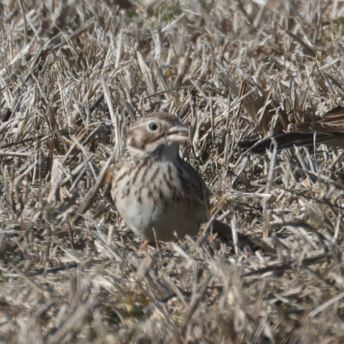 Пасовник польовий - ML650333563