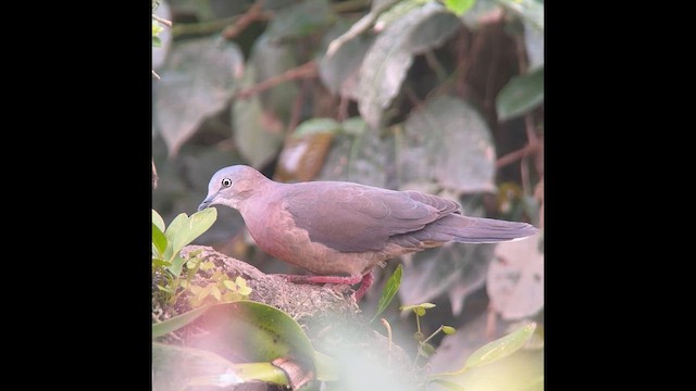 Tolima Dove - ML650334006