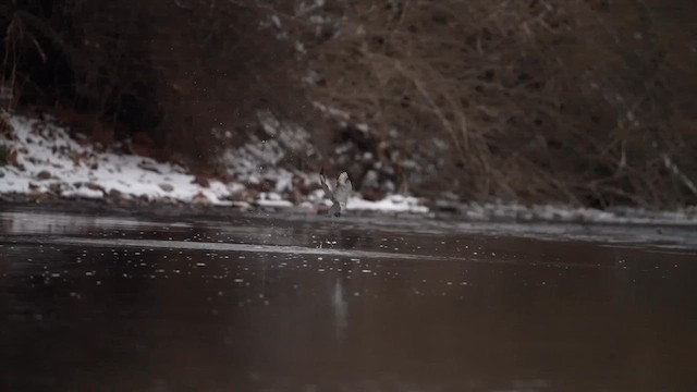 שלדג אמריקני - ML650334016