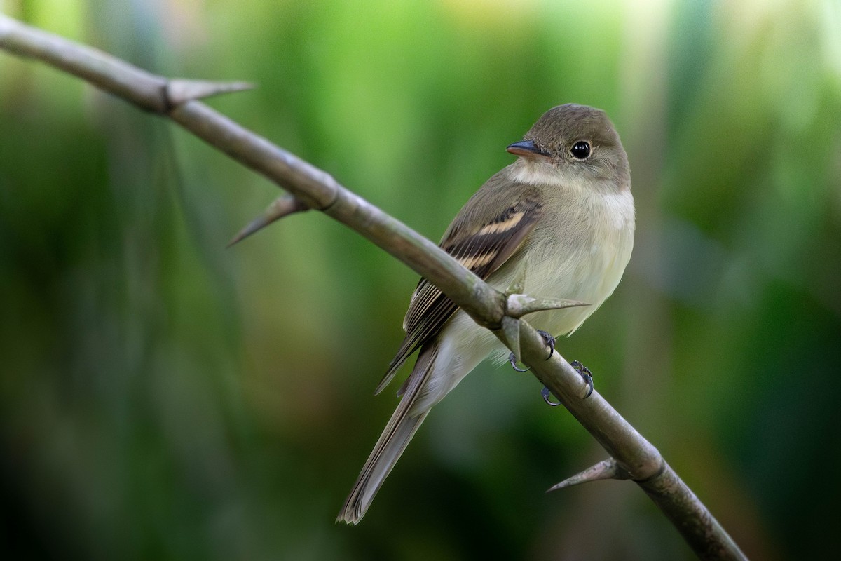 Acadian Flycatcher - ML650334083