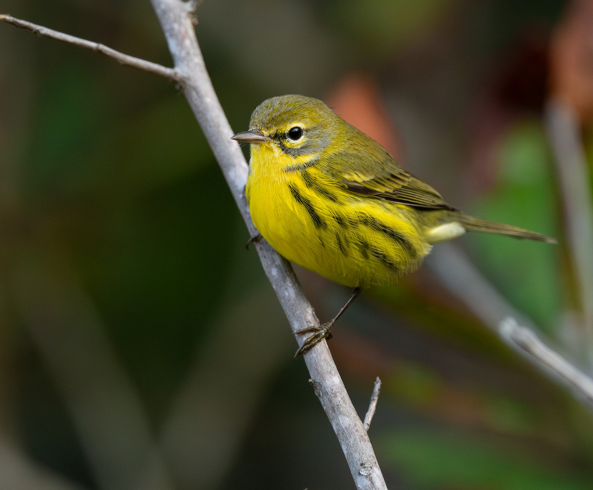 Prairie Warbler - ML650334232