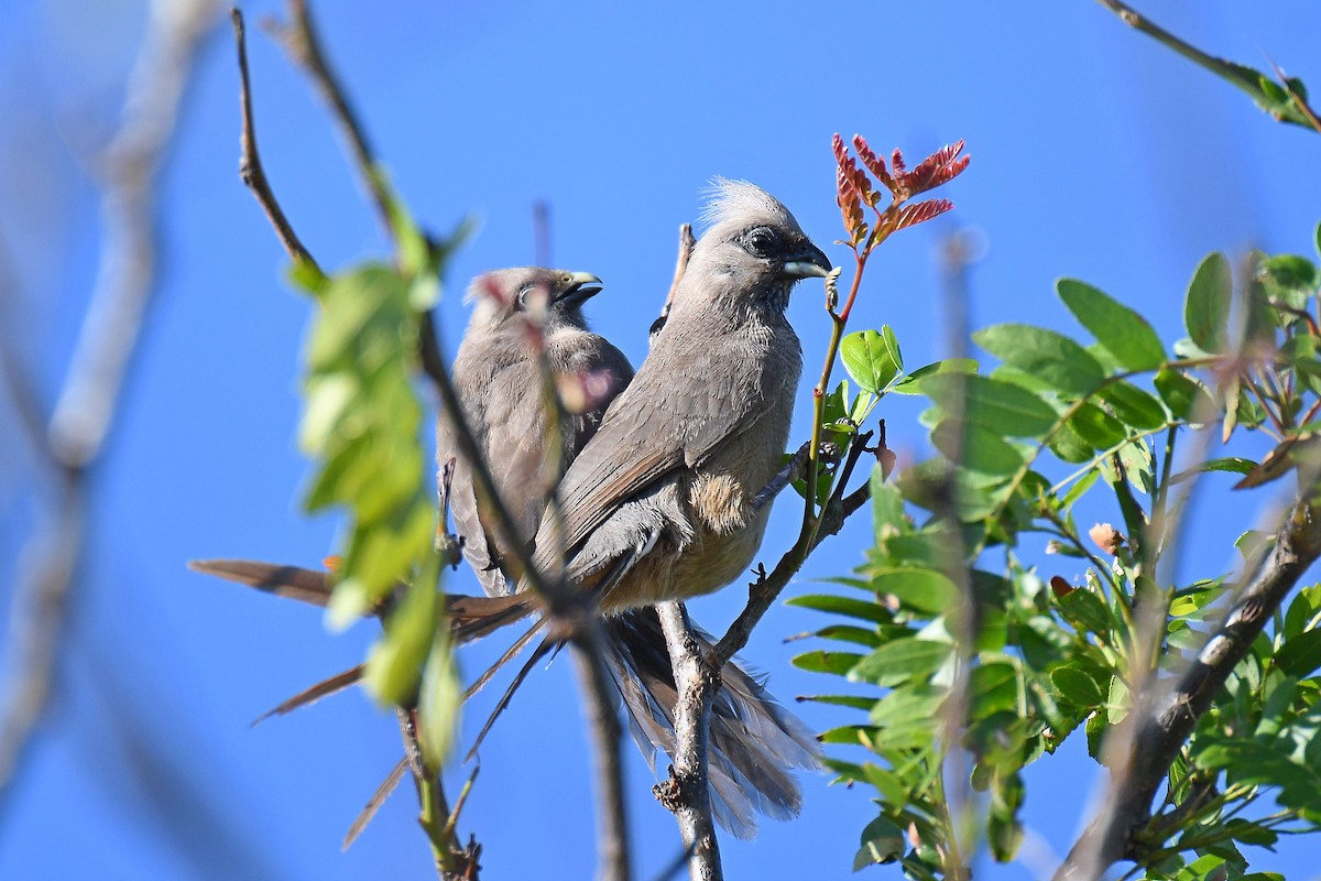 Coliou rayé - ML650334398