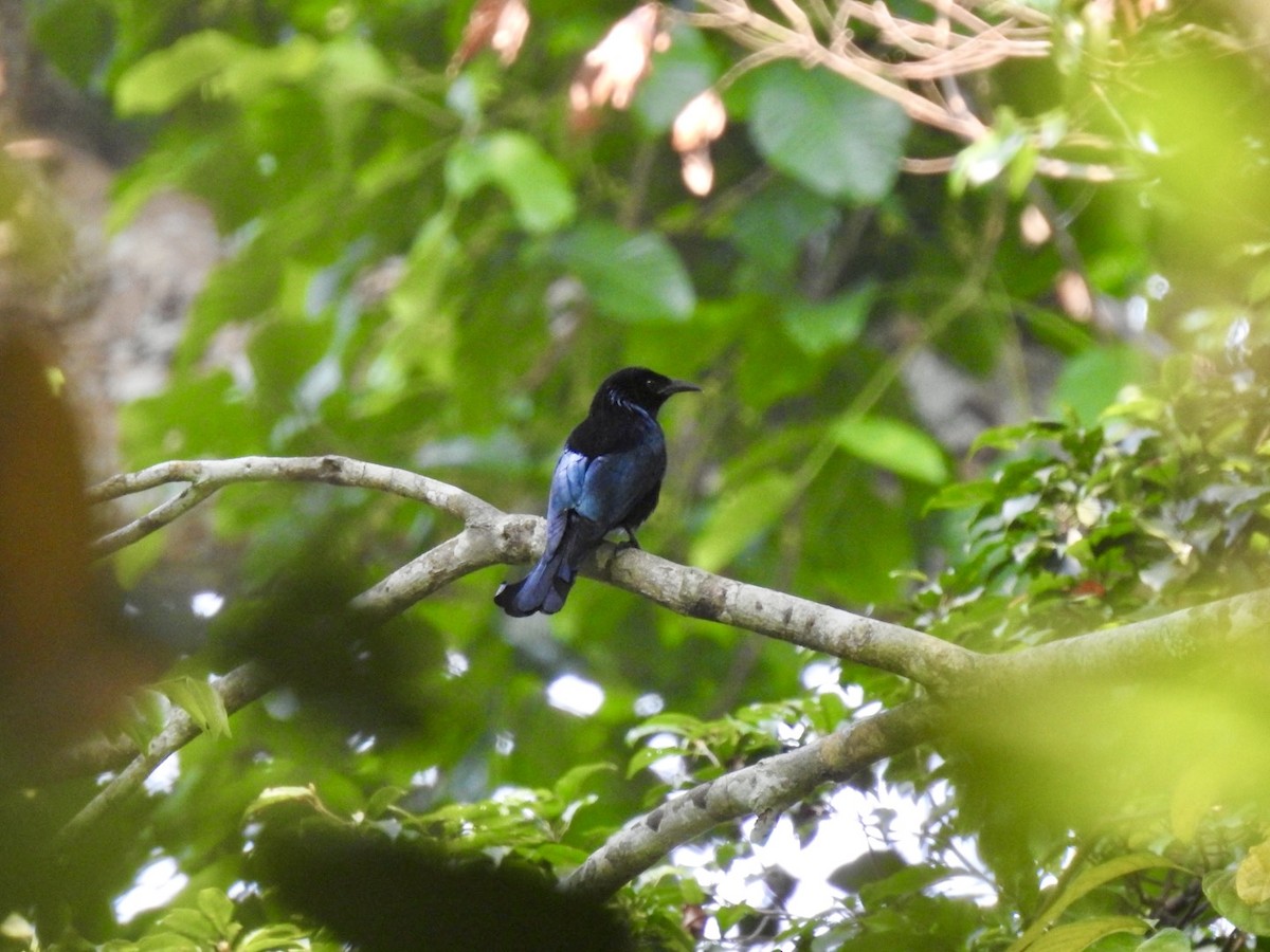 Hair-crested Drongo - ML650335190