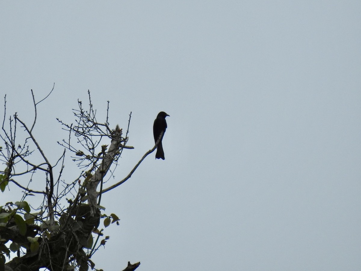 Hair-crested Drongo - ML650335306