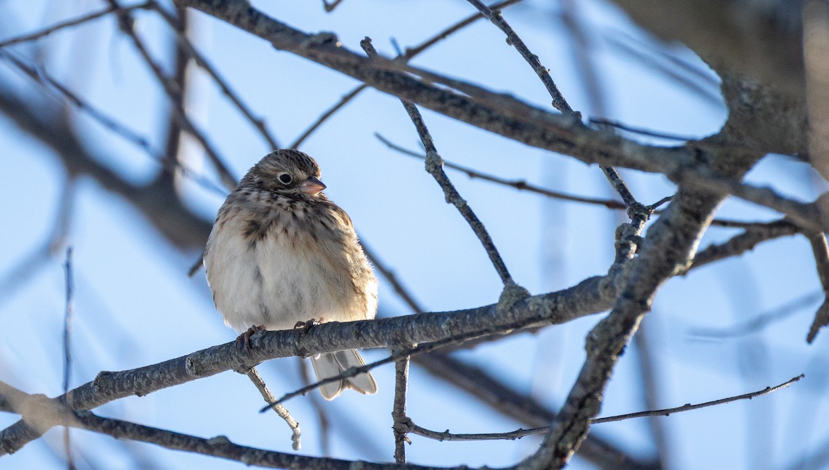 Пасовник польовий - ML650335785