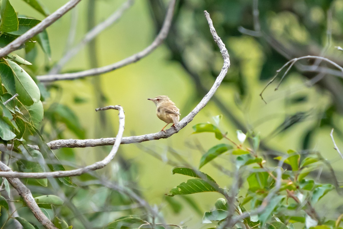 Tawny-flanked Prinia - ML650335811
