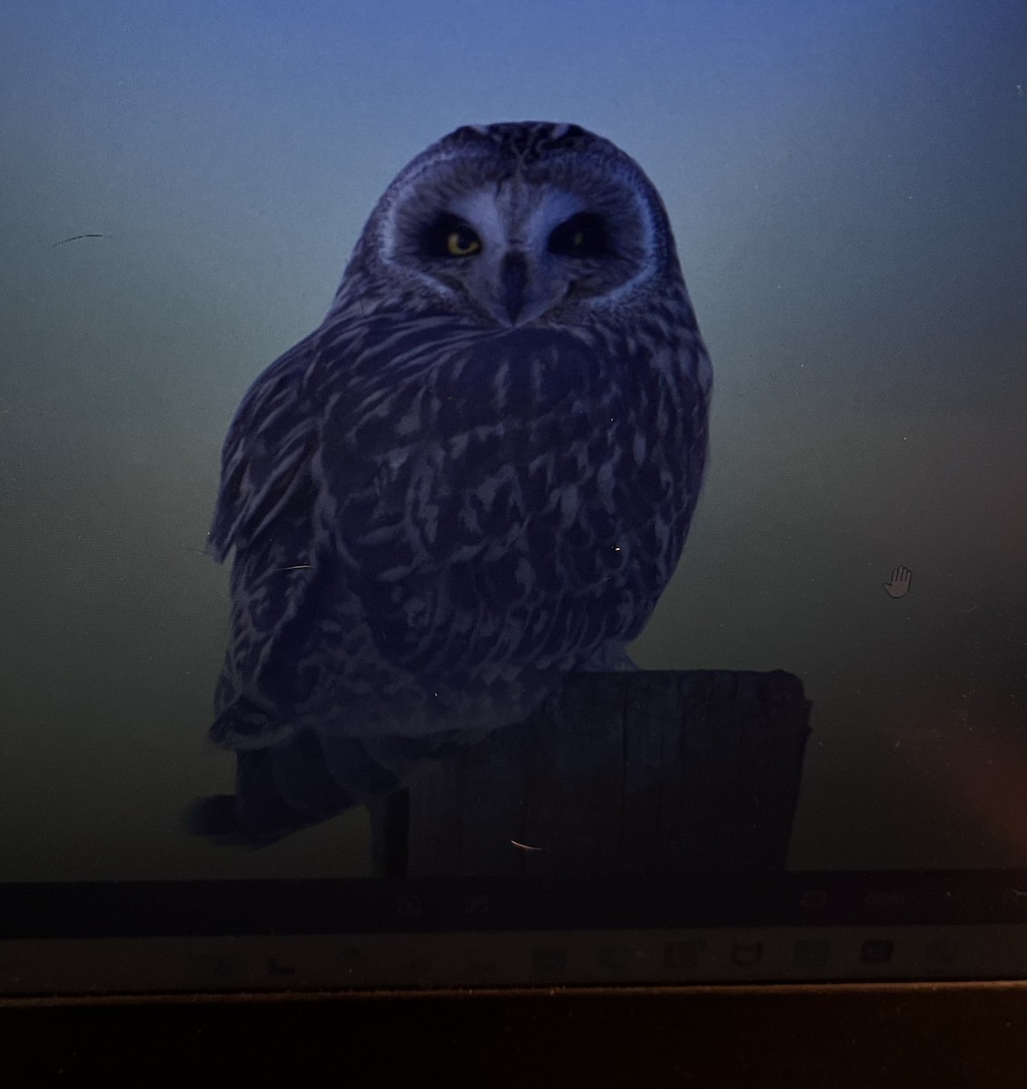 eBird Checklist - 5 Feb 2026 - Possum Hollow Rd. - 2 species