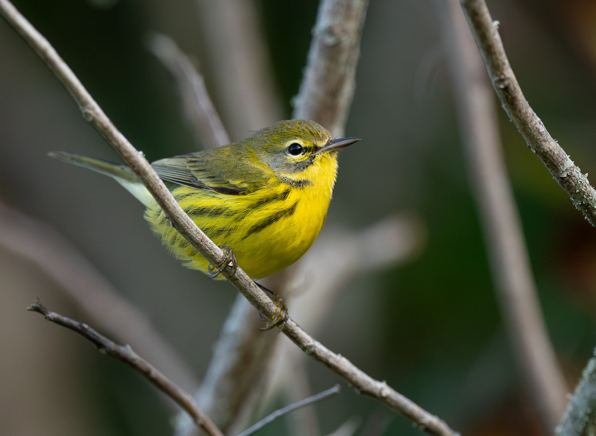 Prairie Warbler - ML650336075