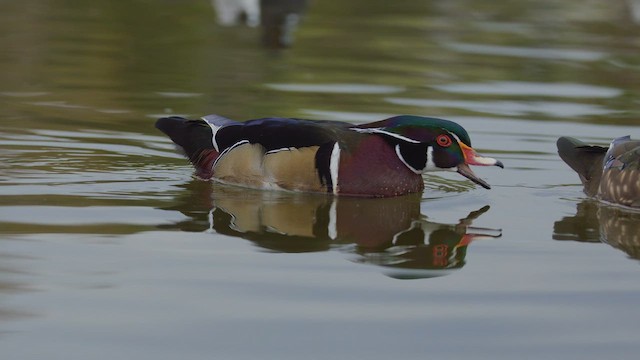 アメリカオシ - ML650336244