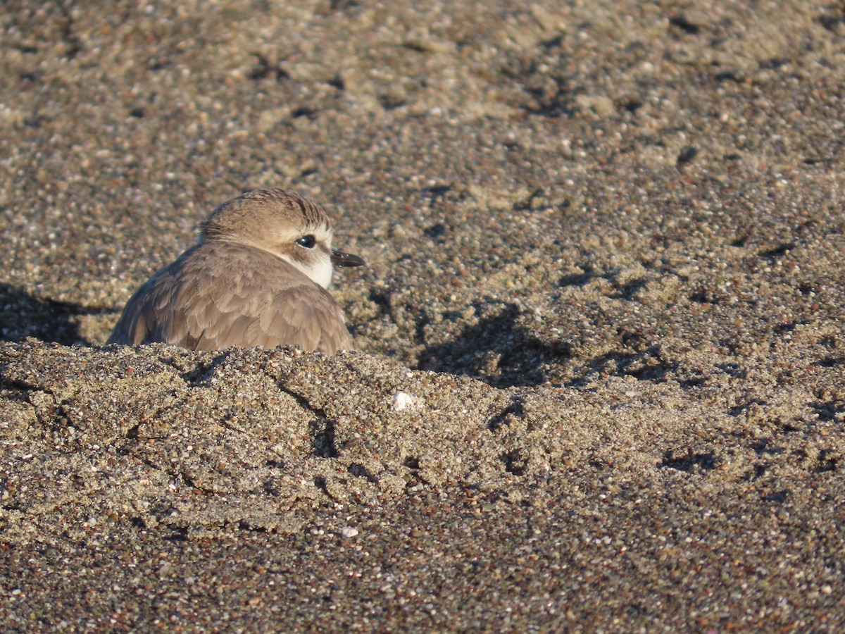 Snowy Plover - ML650336317