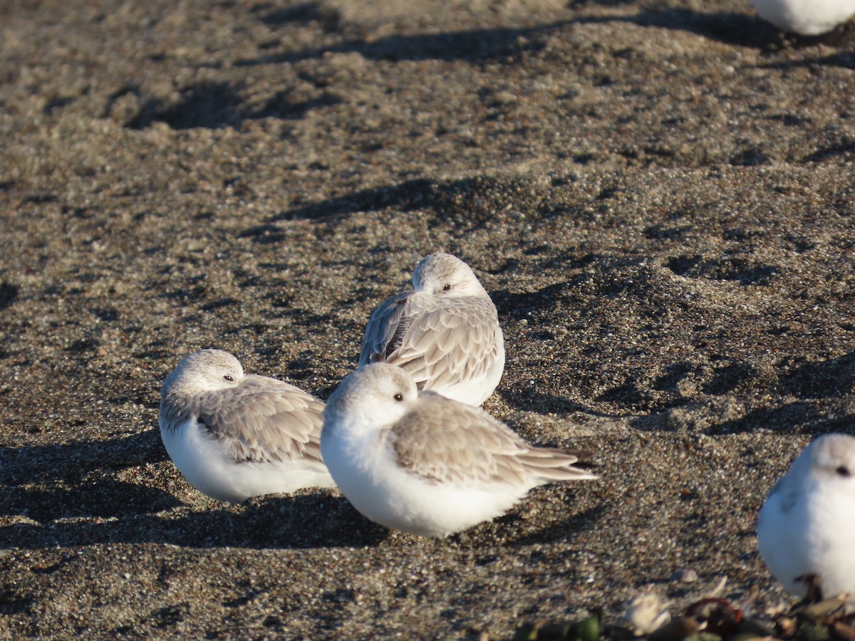 Sanderling - ML650336374