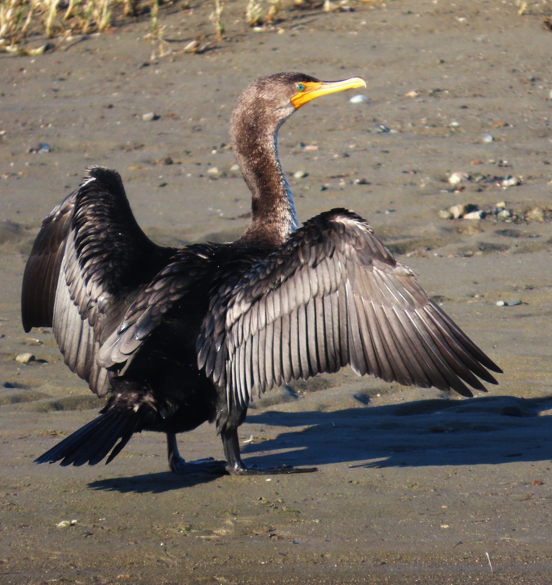 Double-crested Cormorant - ML650336429