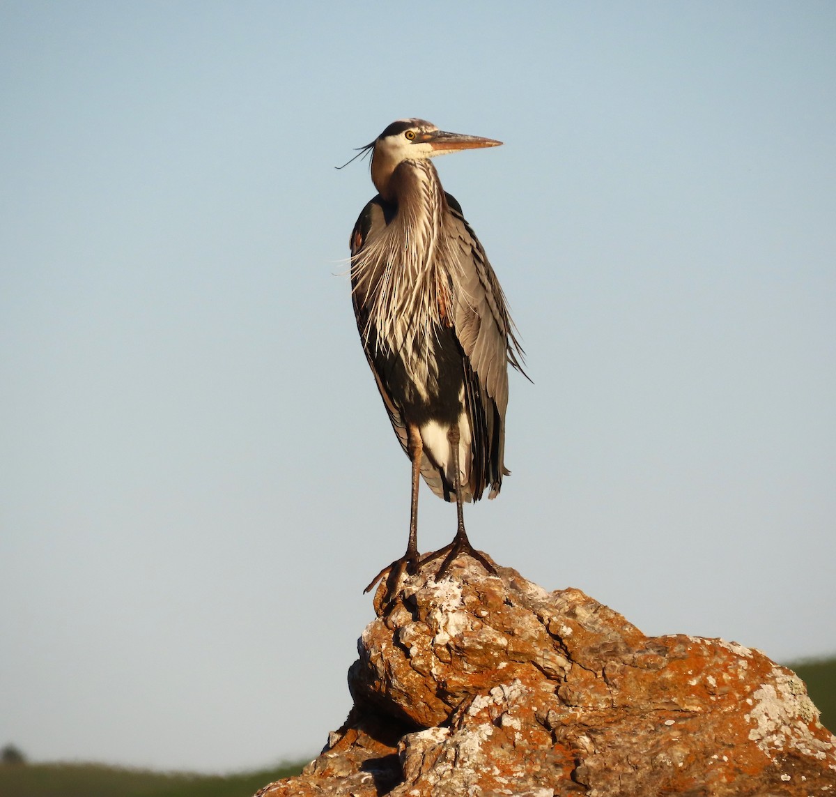Great Blue Heron - ML650336490