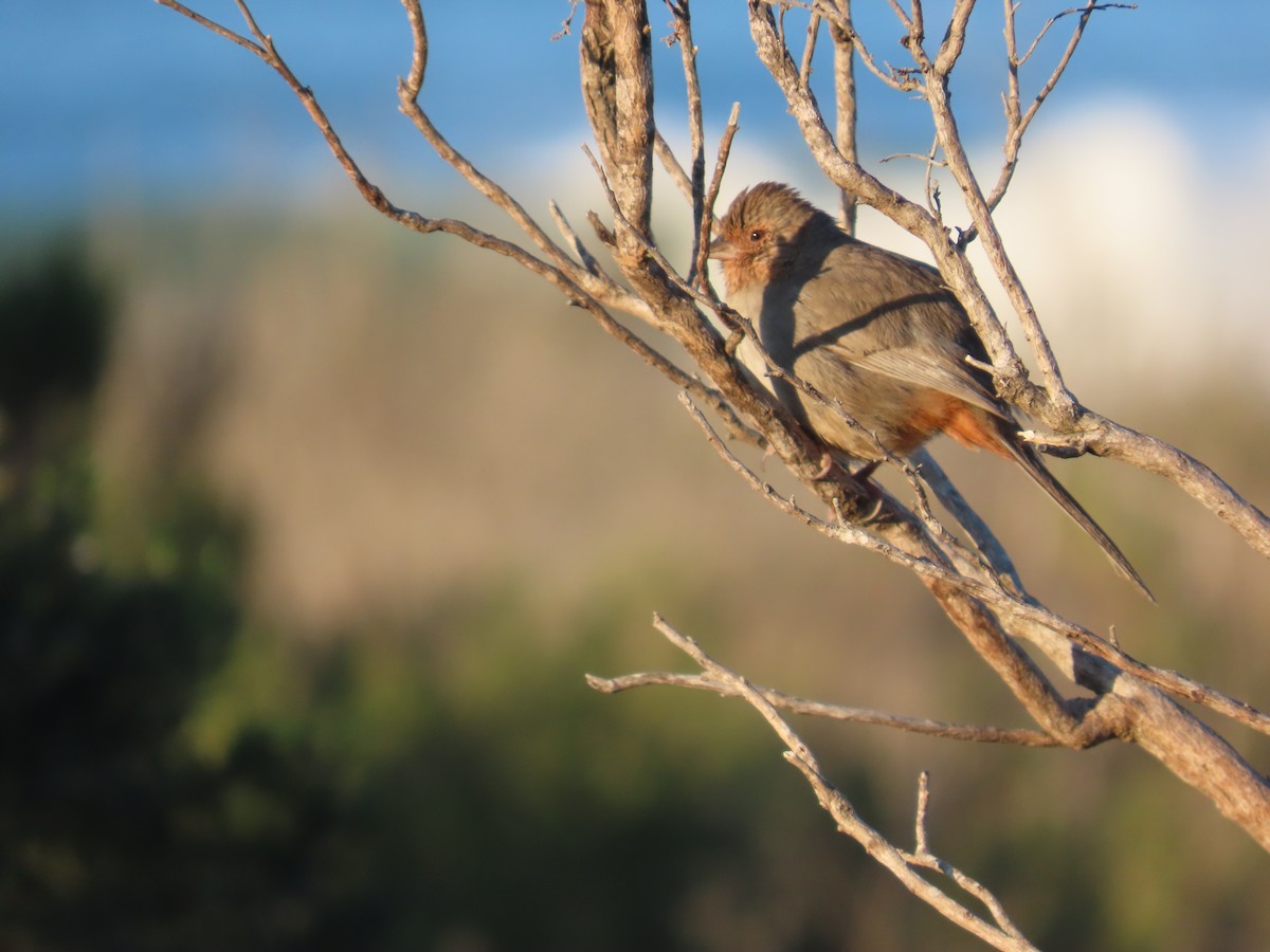 California Towhee - ML650336555