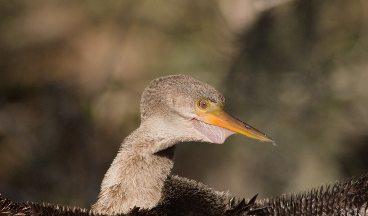 Anhinga - ML650338019