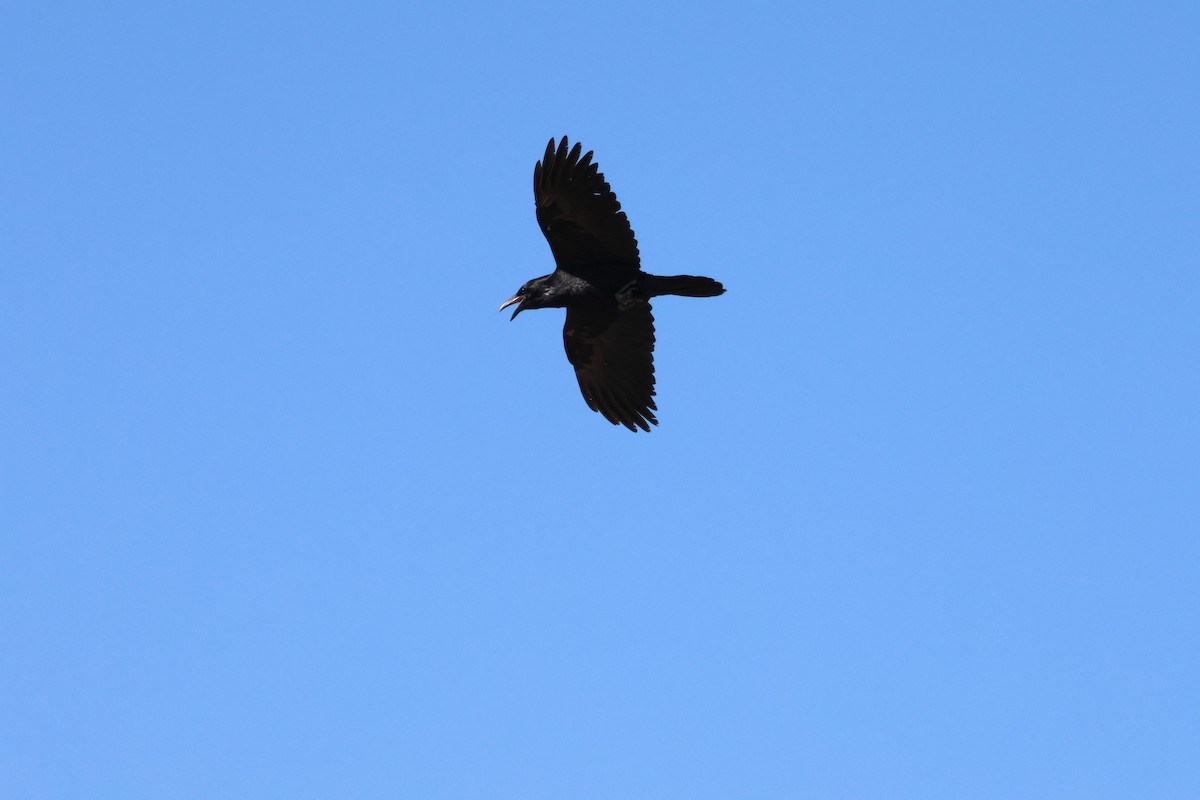 Common Raven - ML650338104