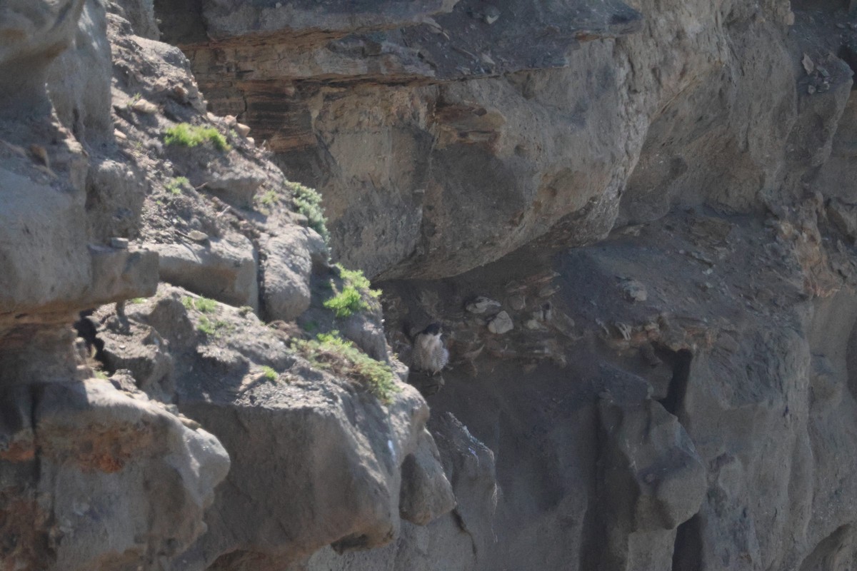 遊隼 - ML650338125