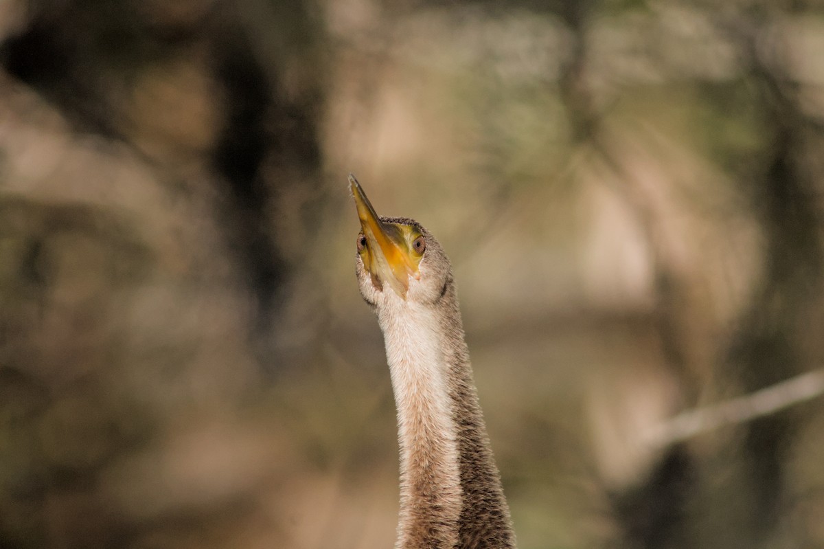 Anhinga - ML650338128