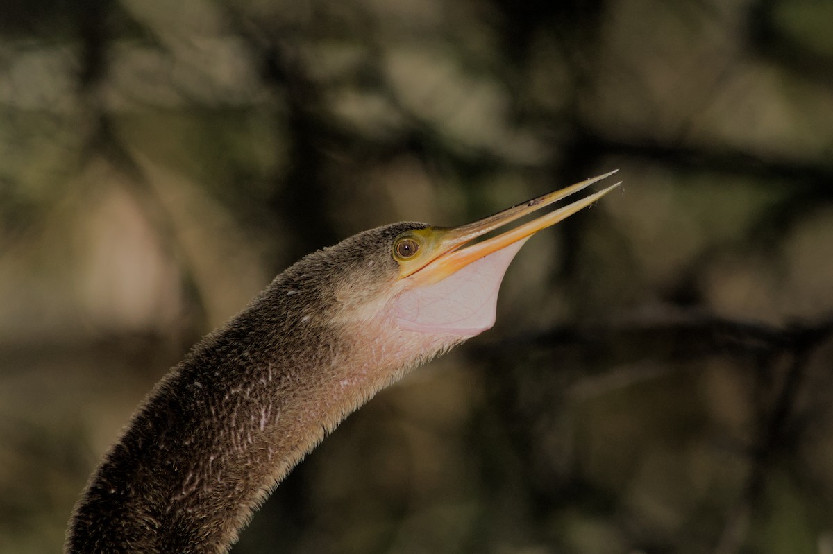 Anhinga - ML650338392