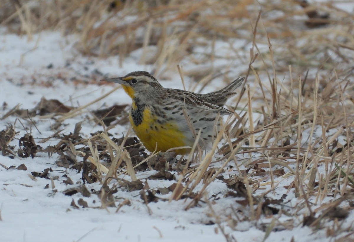 Western Meadowlark - ML650338540