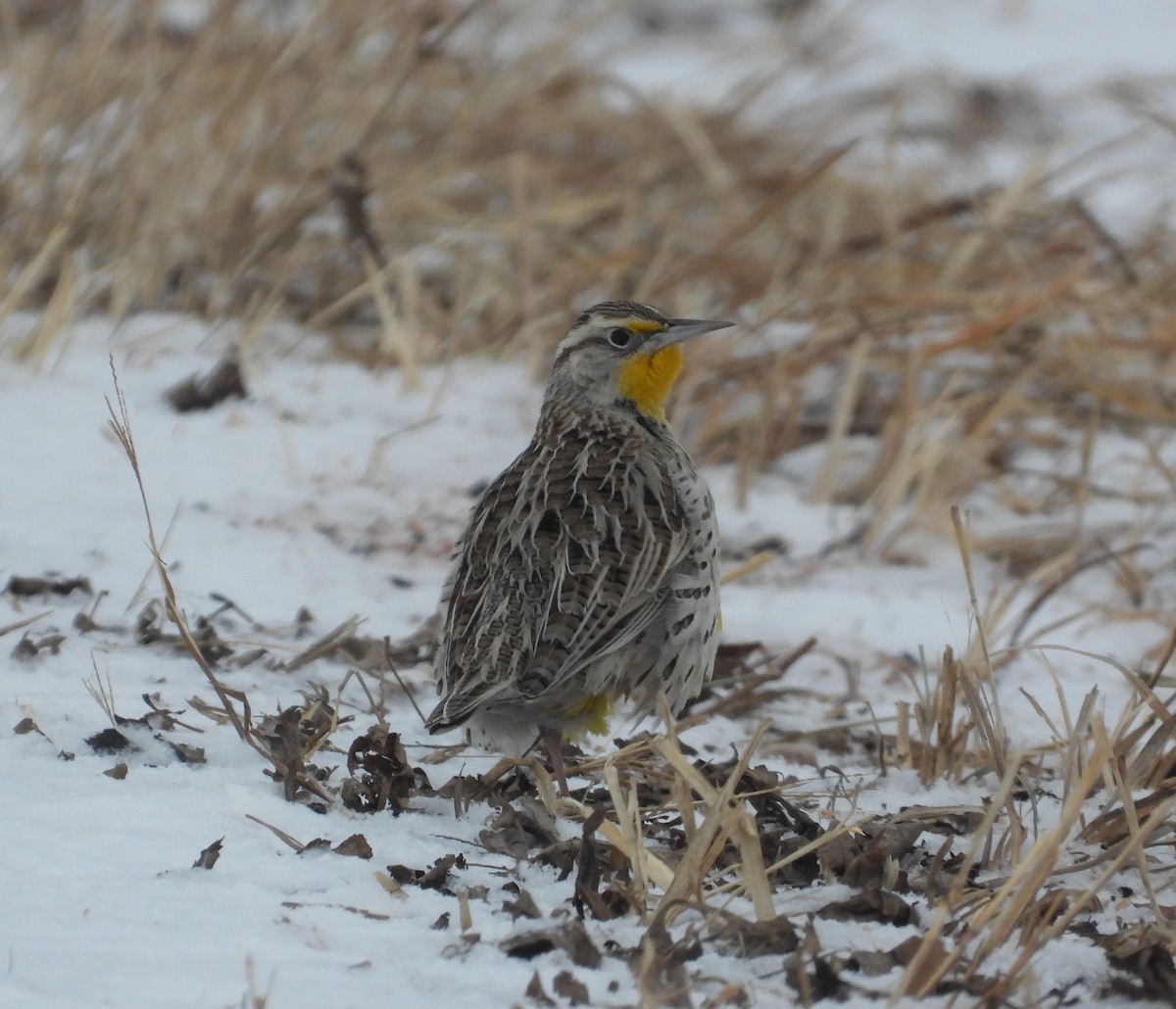 Western Meadowlark - ML650338544