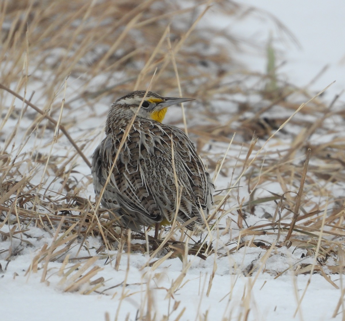 Western Meadowlark - ML650338586