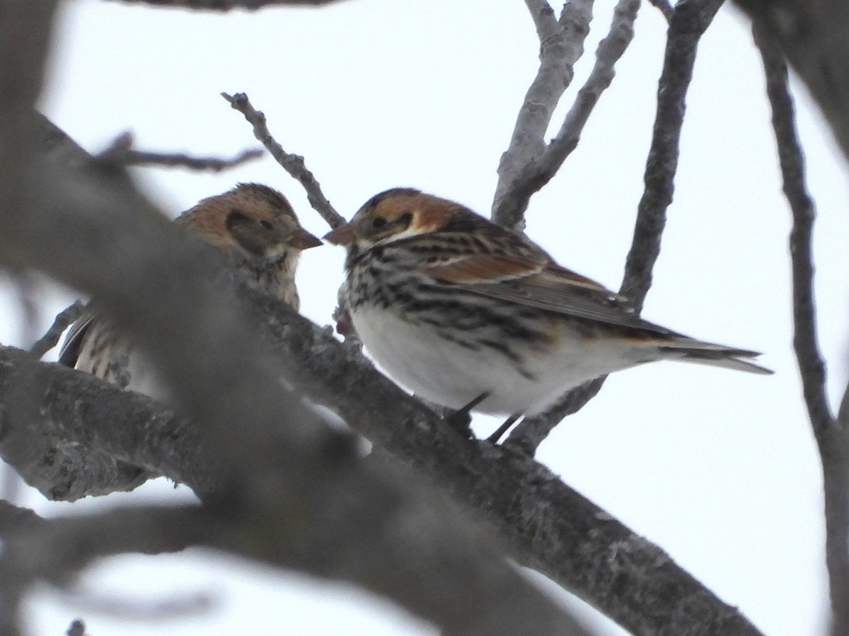Lapland Longspur - ML650338693