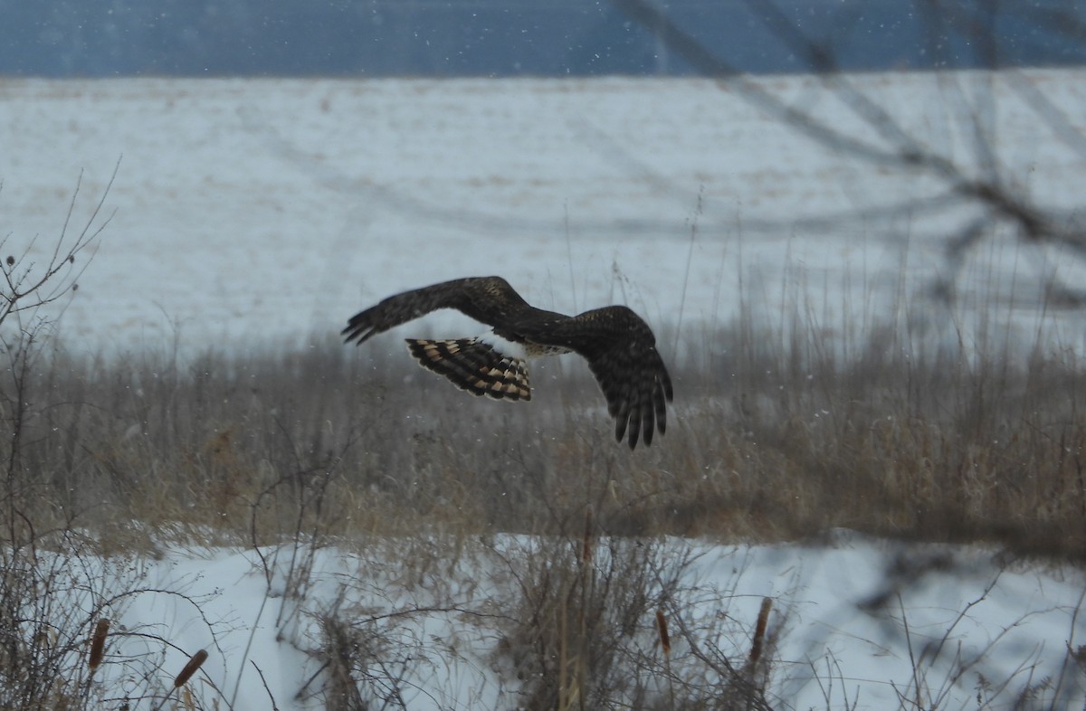 Northern Harrier - ML650338746