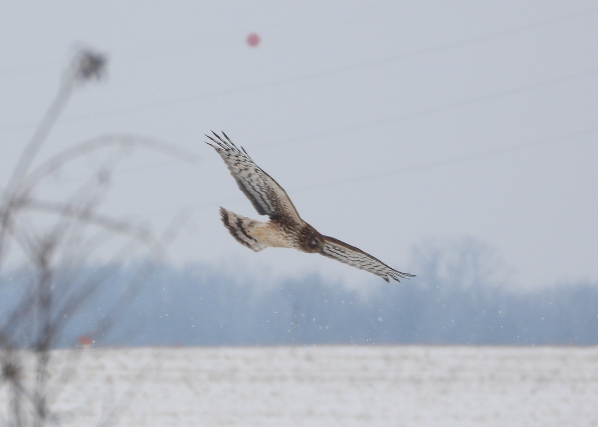 Northern Harrier - ML650338752