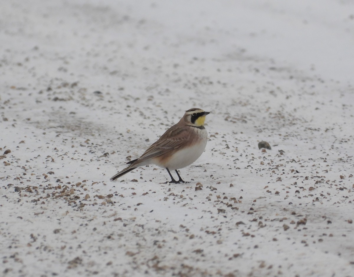 Horned Lark - ML650338785