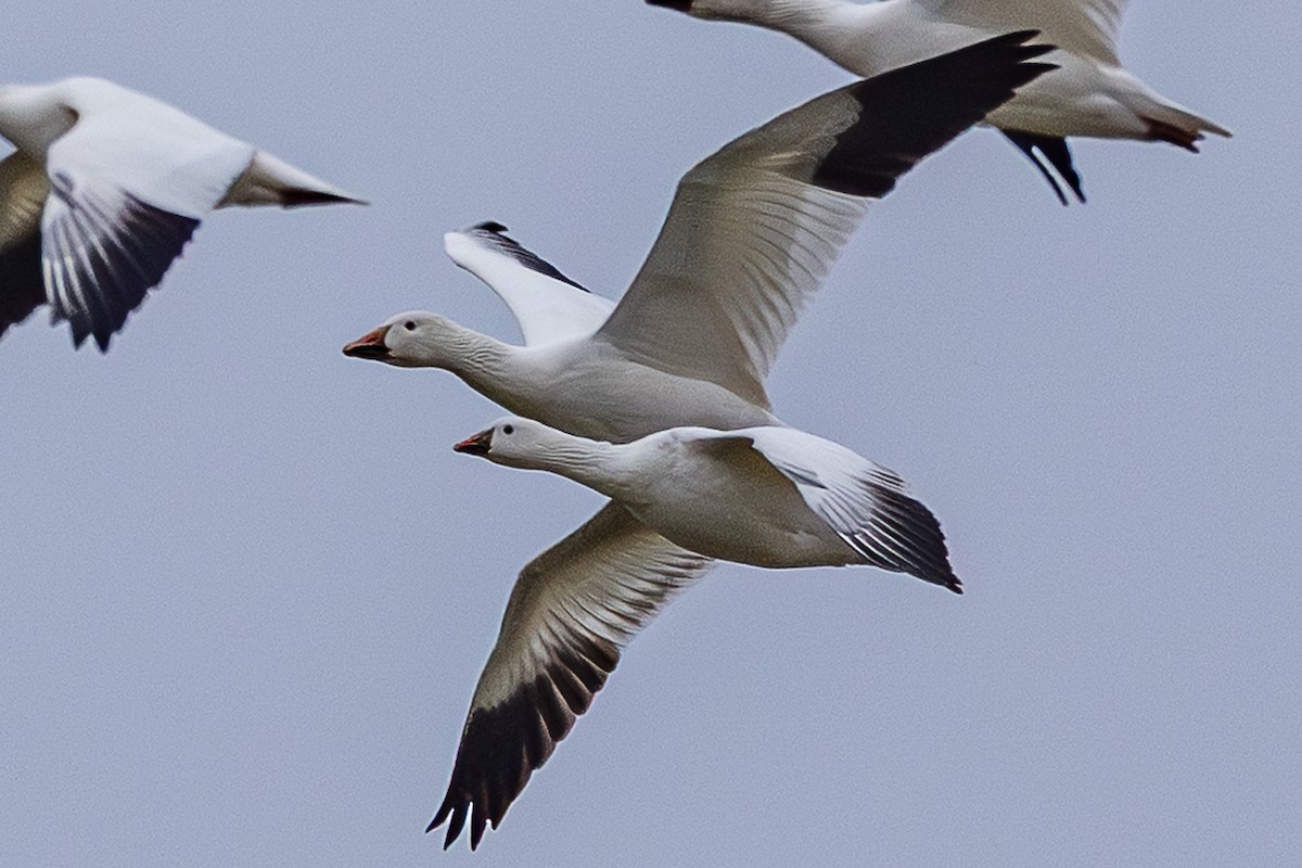 ML650338799 - Ross's Goose - Macaulay Library