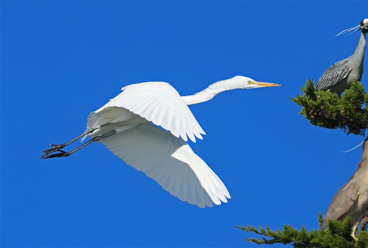 Great Egret - ML650338807