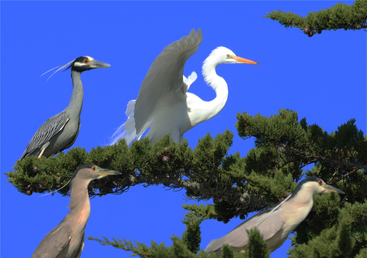 Great Egret - ML650338812