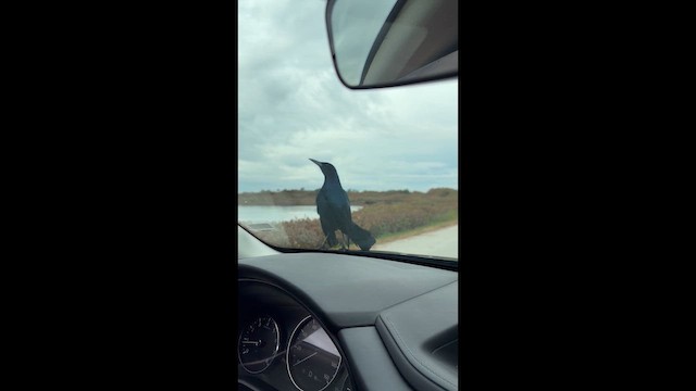 Boat-tailed Grackle - ML650338821