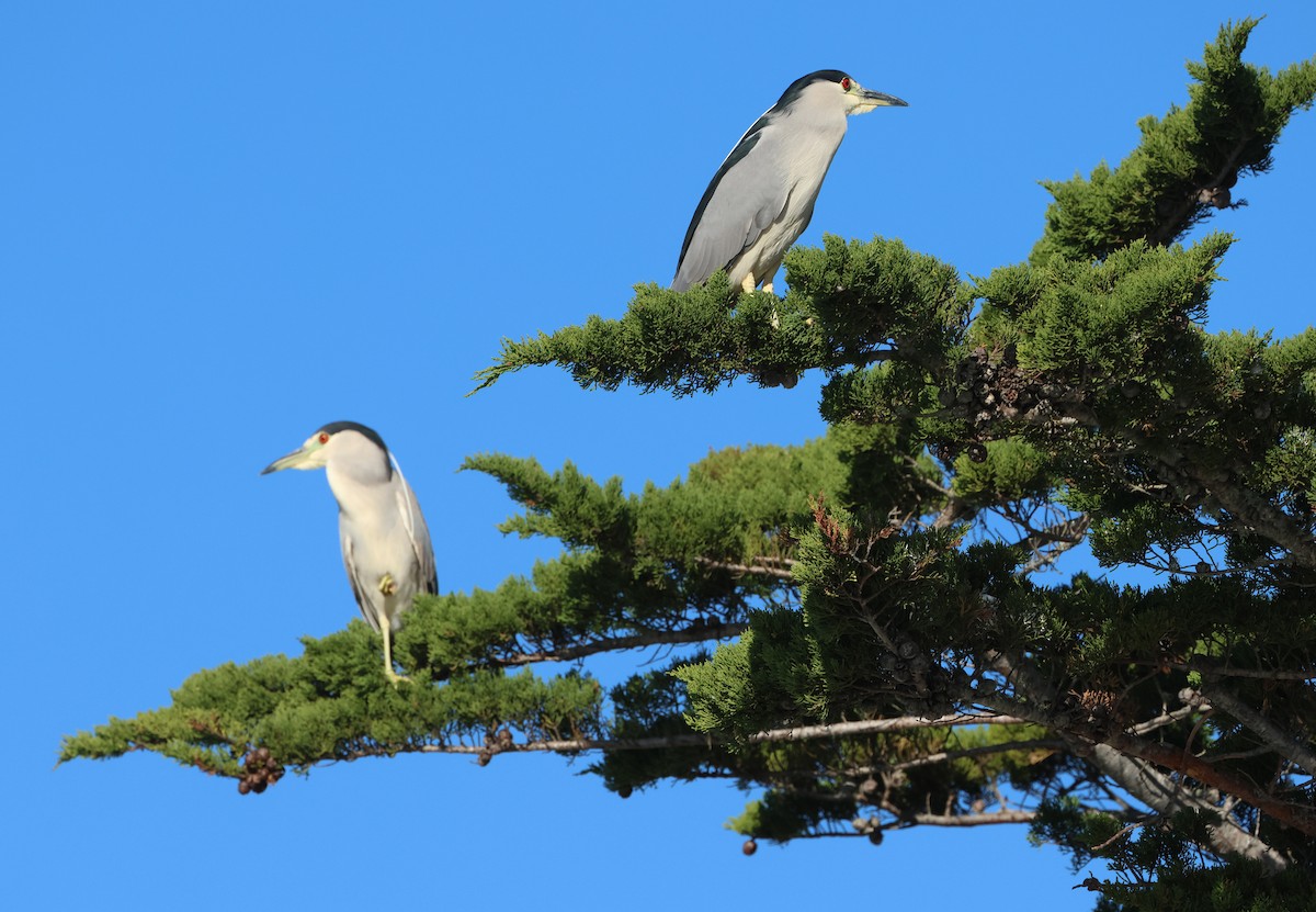 Black-crowned Night Heron - ML650338857