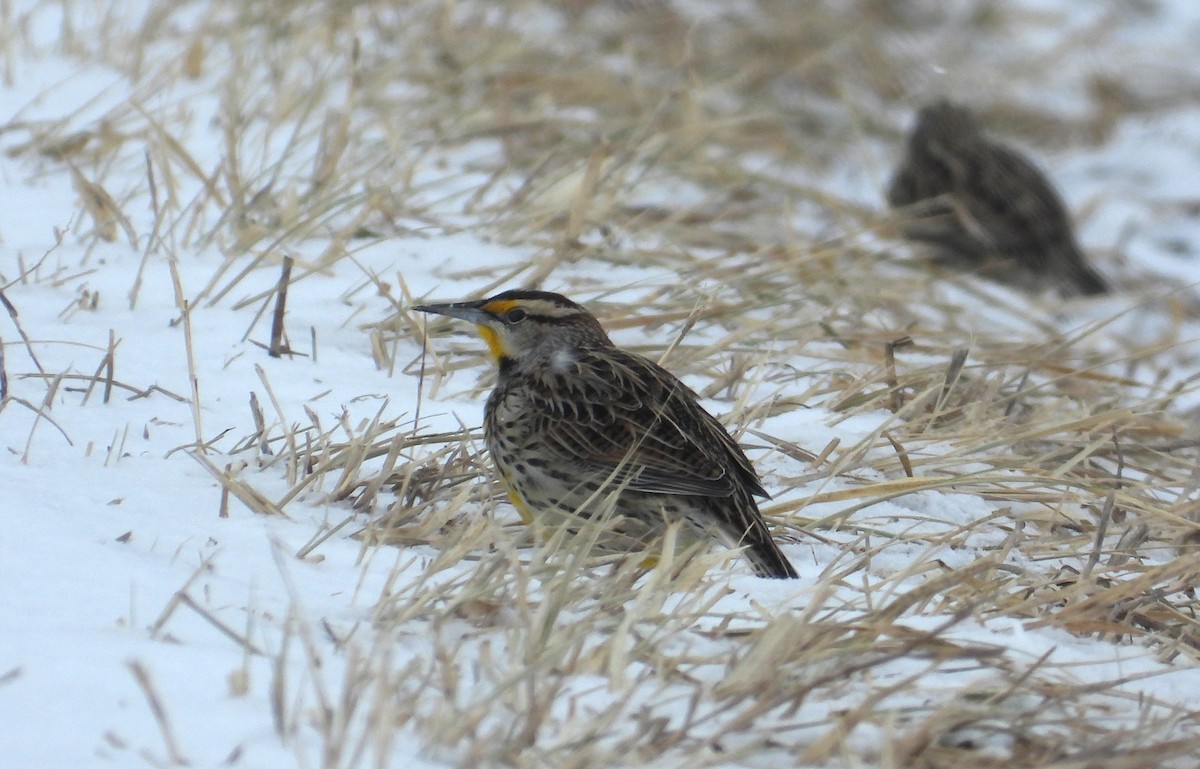 Eastern Meadowlark - ML650338879