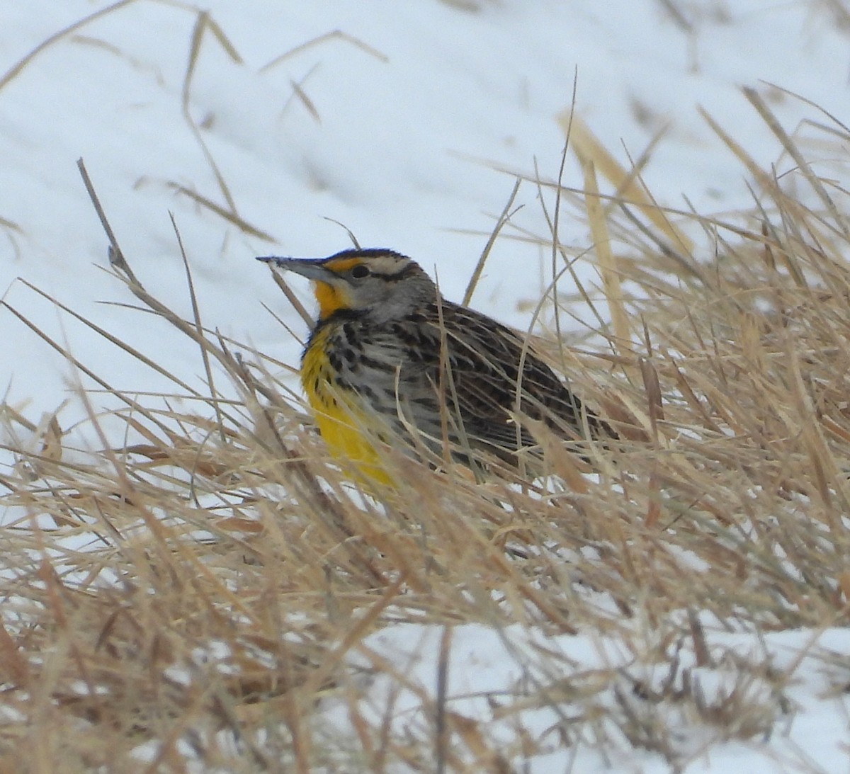 Eastern Meadowlark - ML650338882
