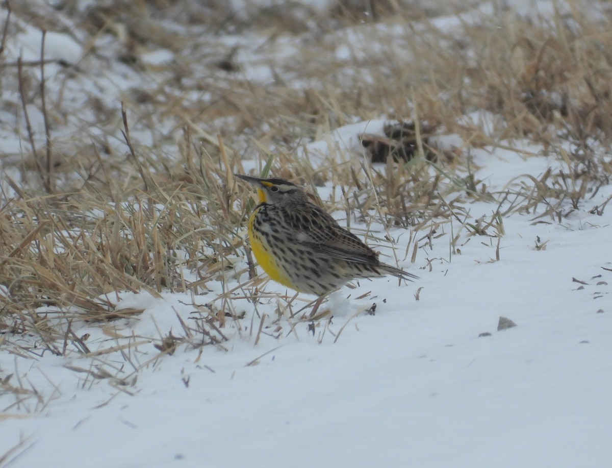 Eastern Meadowlark - ML650338883
