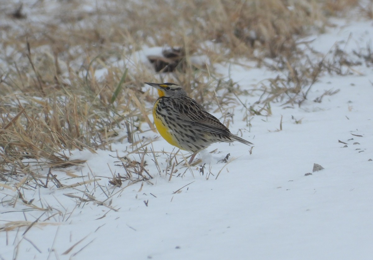 Eastern Meadowlark - ML650338885