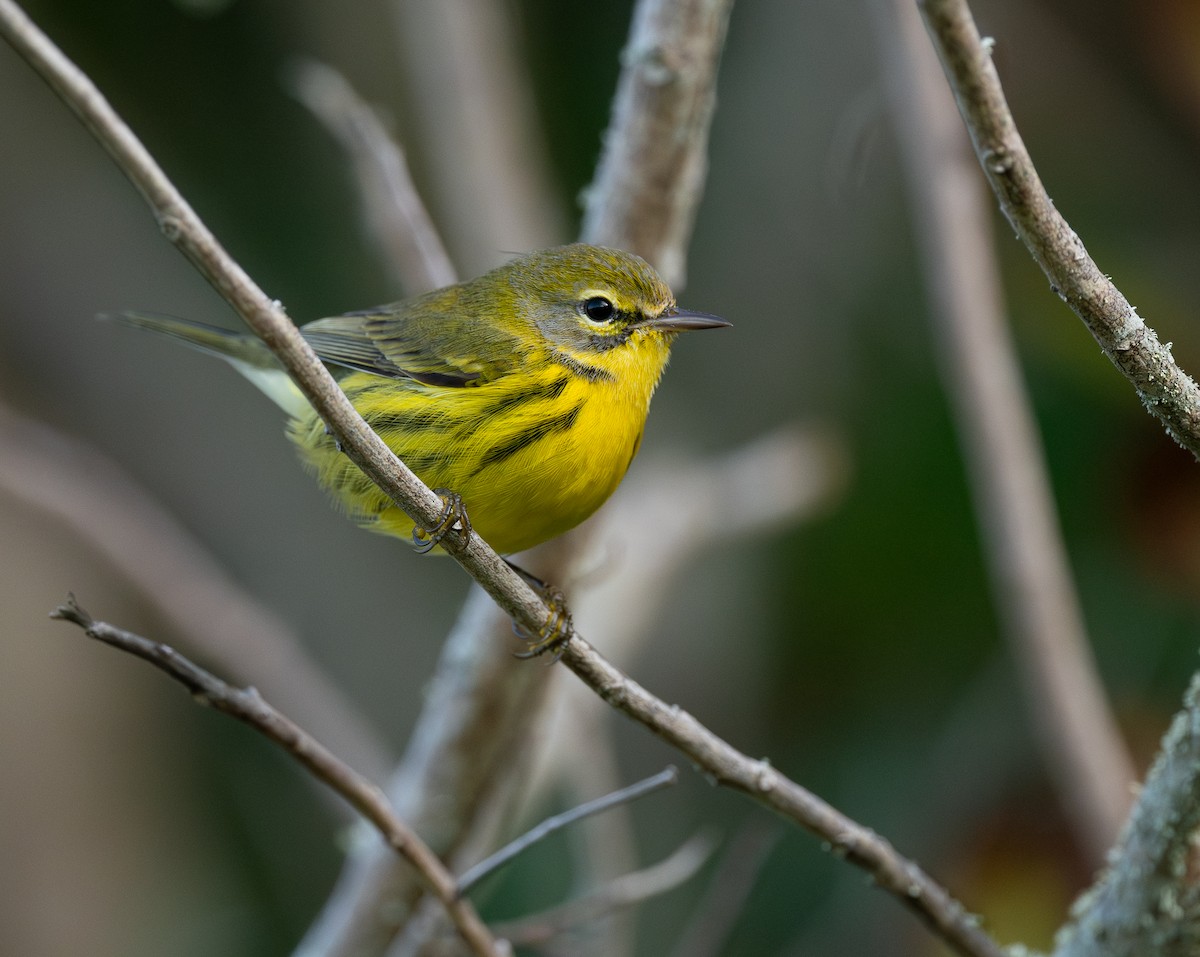 Prairie Warbler - ML650338918